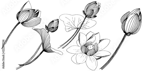 Lotus flower in a vector style isolated. Isolated illustration element. Full name of the plant: lotus. Vector flower for background, texture, wrapper pattern, frame or border.