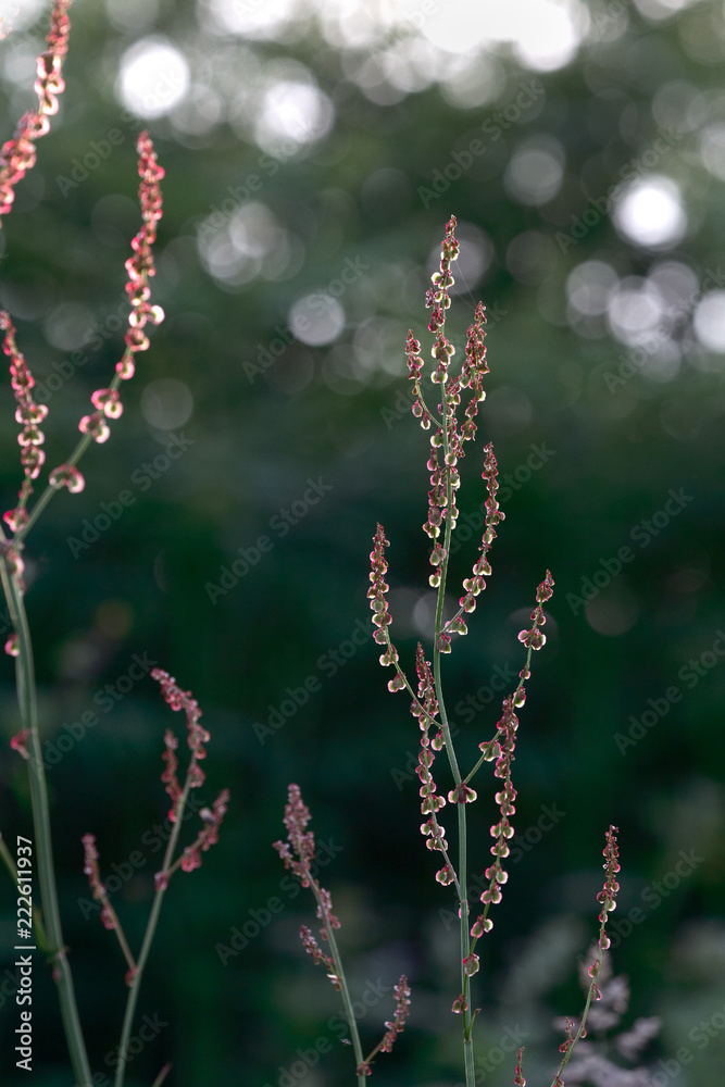 Selective focus close-up of Sorrel flowers with backlighting and bokeh highlights to the rear. Selective focus close-up of Sorrel flowers with backlighting and bokeh highlights to the rear.