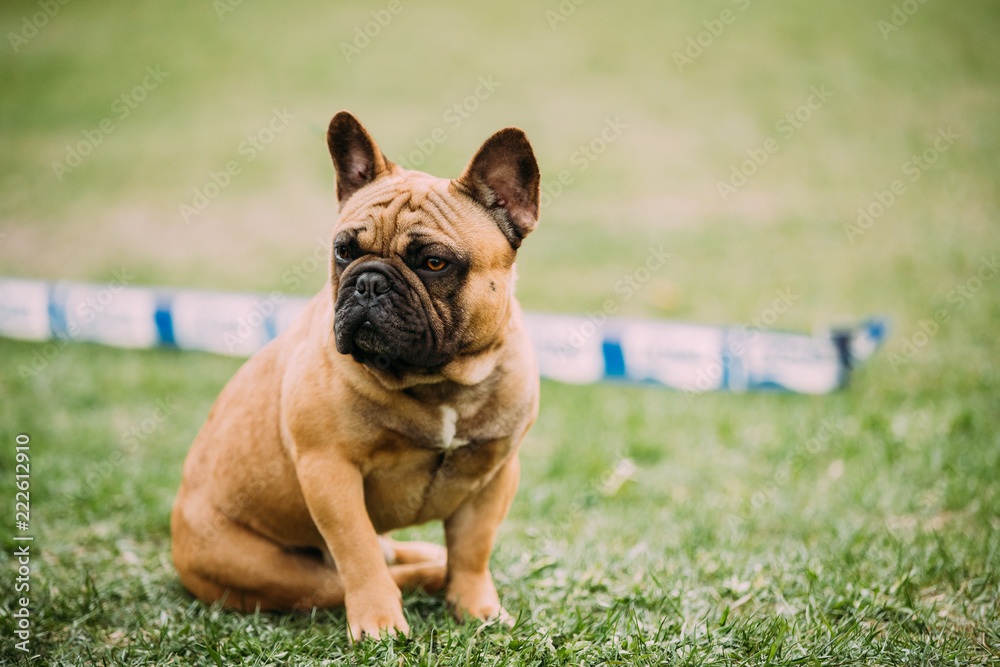 Young Brown French Bulldog Dog Sitting In Green Grass, In Park O