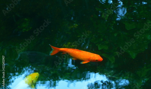 nice image of carp fish in the pond