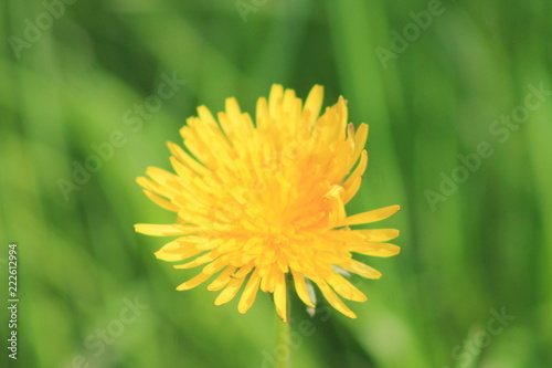 dandelion in grass