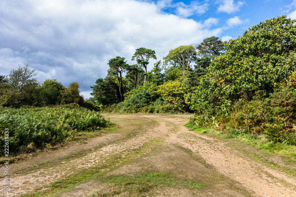 Walking trails leading to wooded copse, Woodbury Common Heathland, Devon, UK. on Sunny day