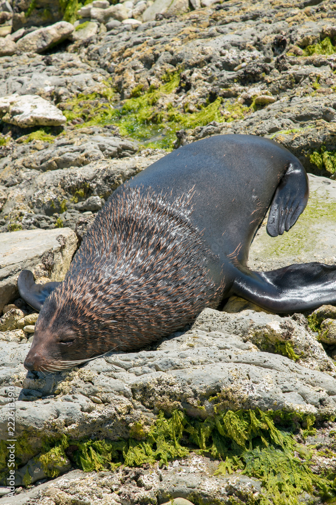 Naklejka premium Duży lew morski zwany foką śpiącą na skale, życie morskie