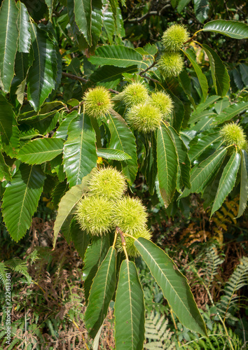 Cluster (Burr) of sweet chestnut (Castanea sativa)