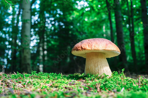 Big white mushroom in summer forest. Nature landscape photography