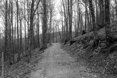 path in the forest in black and white