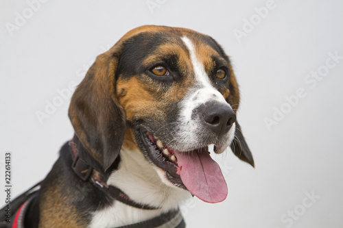 Portrait eines Beagles