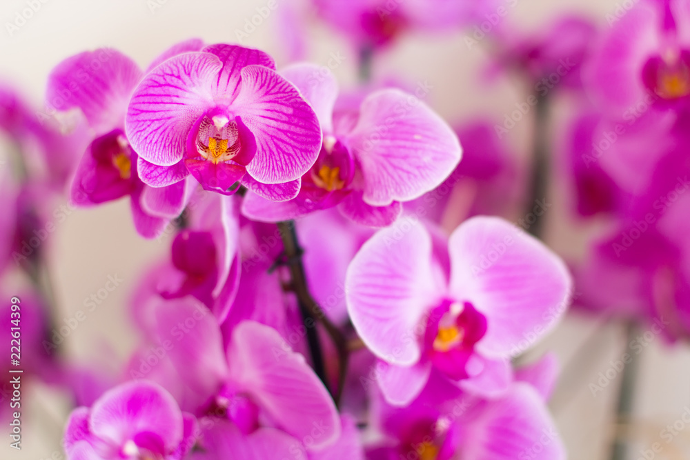Tropical orchids of lilac color