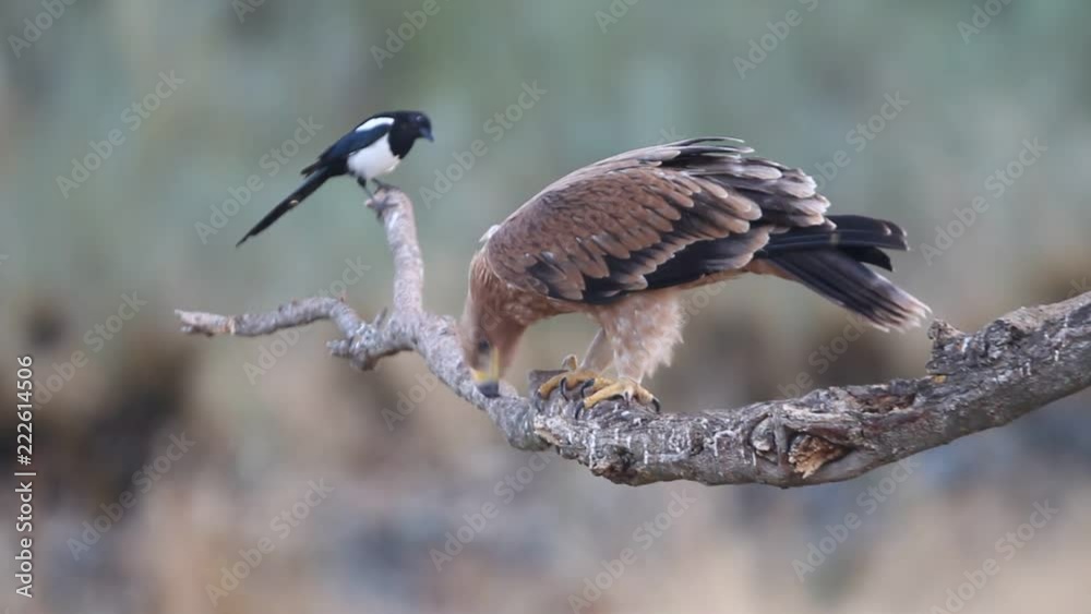 Young Spanish Imperial Eagle. Aquila adalberti Young Spanish Imperial Eagle. Aquila adalberti