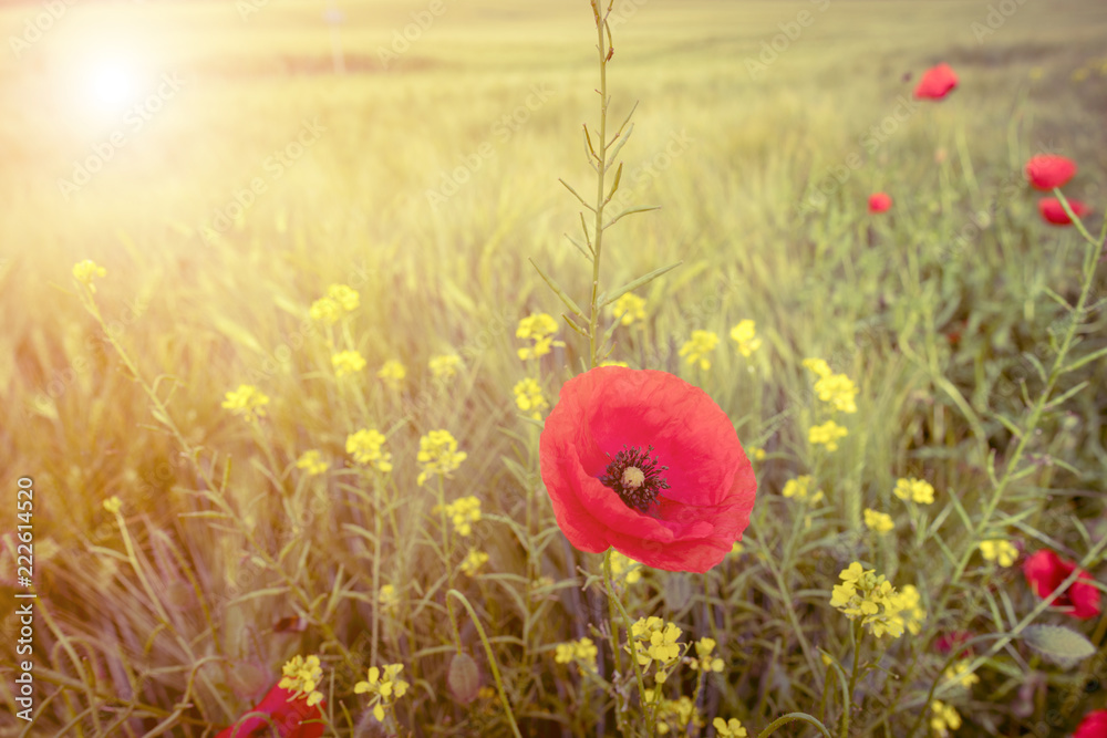 Fototapeta premium Red poppies flowers in field, toned image