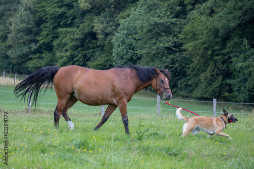 Hund führt Pferd an der Leine