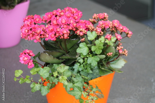 colorful flower bouquet of flowers