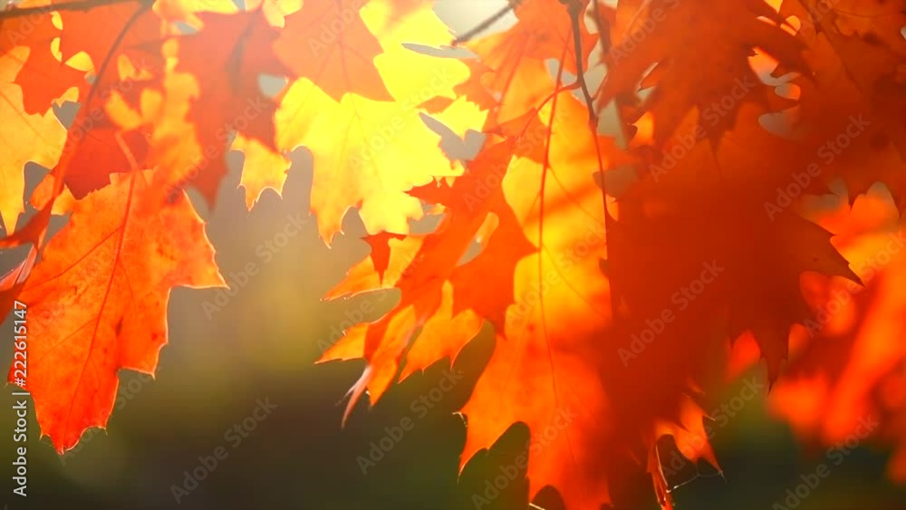 Autumn leaves swinging on oak tree in autumnal park. Fall. Slow motion. 3840X2160 4K UHD video footage