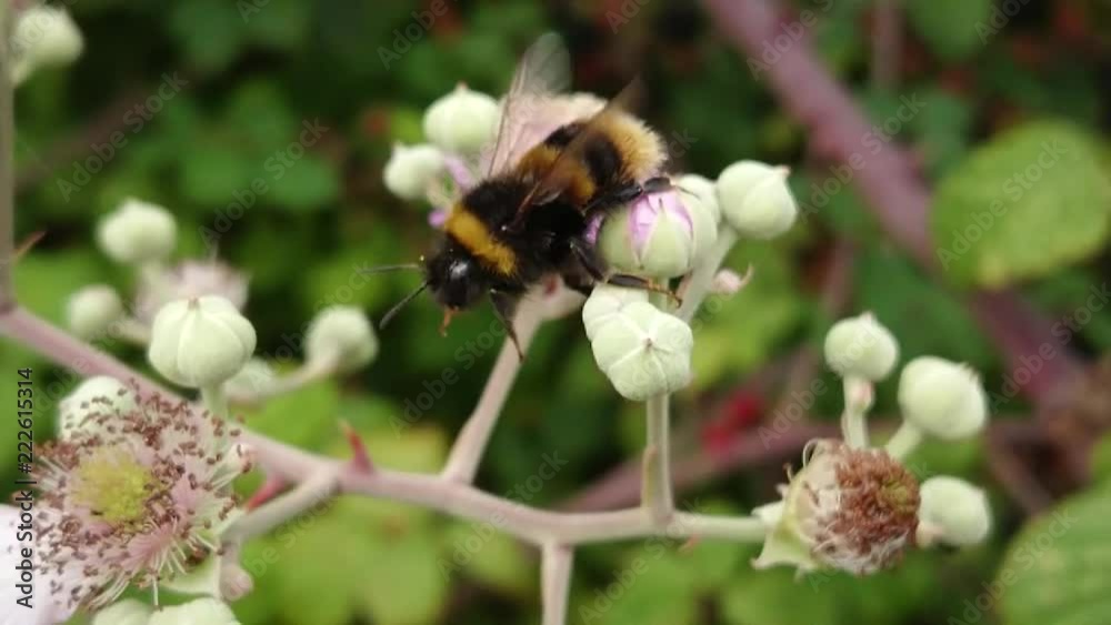 Bee Reaching for Flower in Slow motion Bee Reaching for Flower in Slow motion