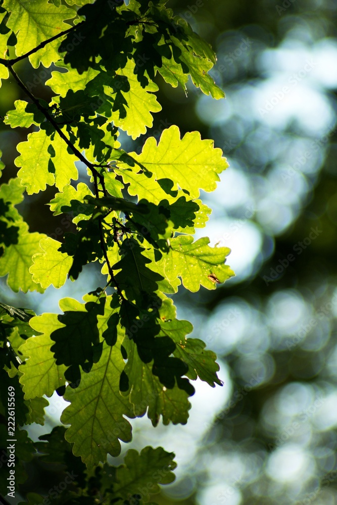 Green fresh beech leaves on a green background. Green fresh beech leaves on a green background.