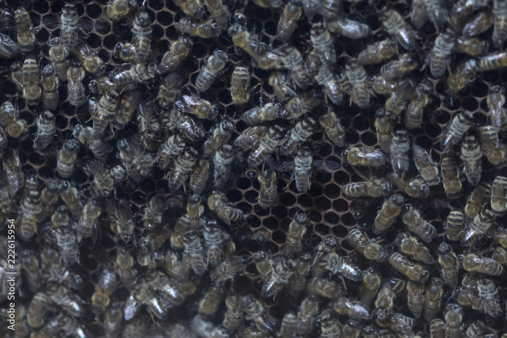 The bee farm on the honeycombs behind the glass The bee farm on the honeycombs behind the glass
