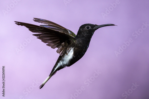 Hummingbird in Flight - Black Jacobin (Florisuga fusca) in Iguazu Falls, Brasil - Argentina major Touristic Destination