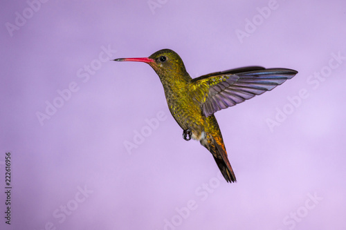 Hummingbird in Flight - Gilded Sapphire (Hylocharis chrysura) in Iguazu Falls, Brasil - Argentina major Touristic Destination photo