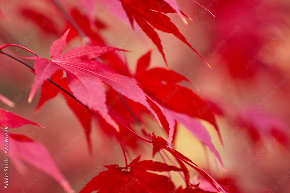 Red Fall Leaves, Japanese Maple with blurry background Red Fall Leaves, Japanese Maple with blurry background