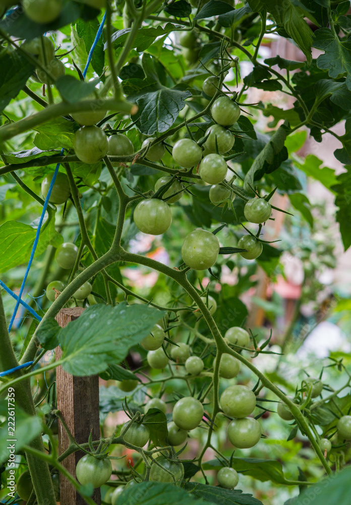 Ripening tomatoes in a home greenhouse in the village