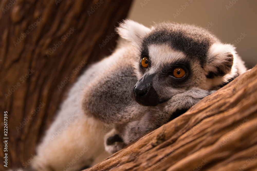 Fototapeta premium ring tailed lemur resting on a branch of tree