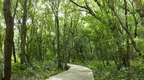 Sylt Erholung und Natur, Wald an der Vogelkoje am Wattenmeer Kampen Nordfriesland Sylt
 photo