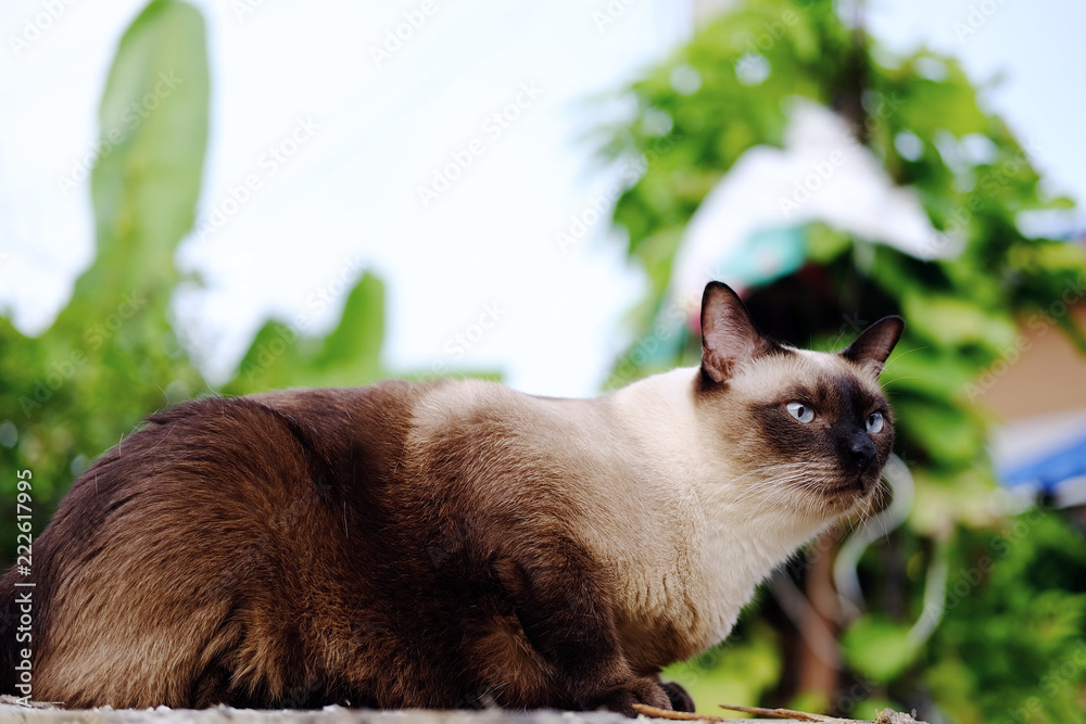 Siamese Cat Sitting on Stone gravel and sandy floor in construction area Siamese Cat Sitting on Stone gravel and sandy floor in construction area