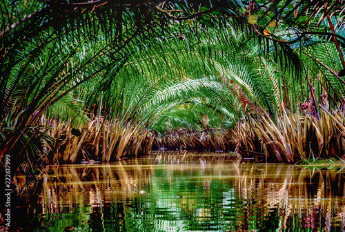 Green forest background  tree foliage.