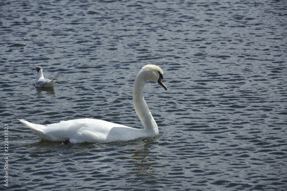 Swan swimming in the lake