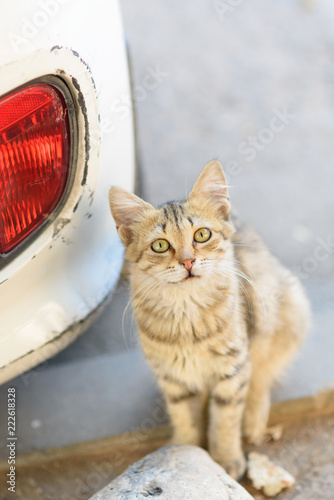 Curious little cat looking at the camera. Close-up of a cute young mix breed kitty outdoors in street. Homeless small pet waiting for a new owner. photo