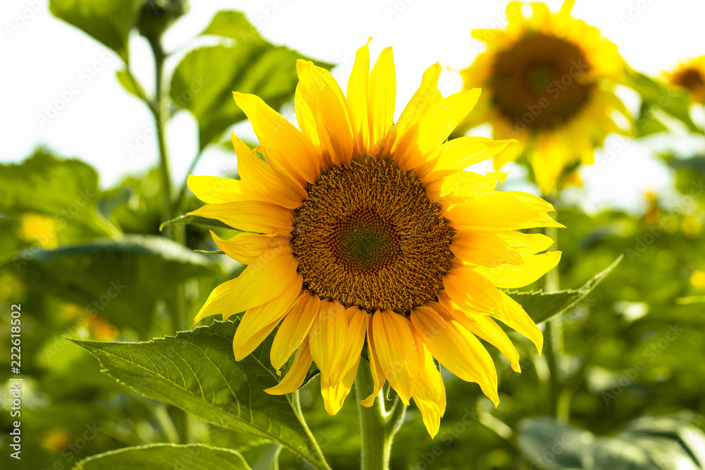 Fototapeta premium yellow sunflower