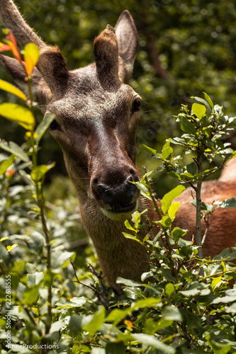 Fototapeta Naklejka Na Ścianę i Meble -  deer in grass