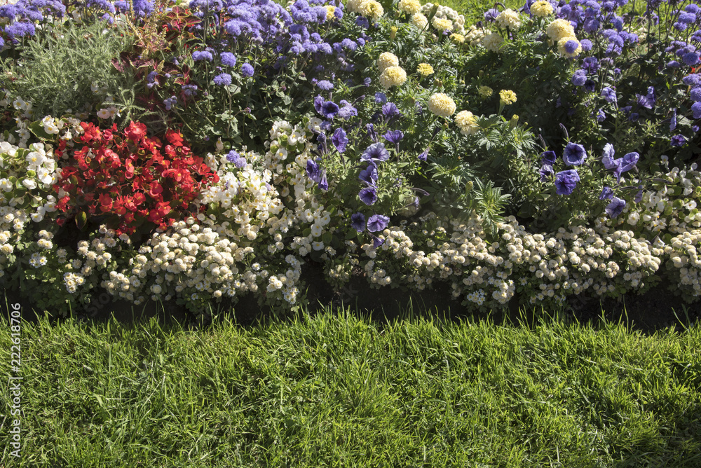 Obraz premium Flower beds, garden plants on the territory of the country.