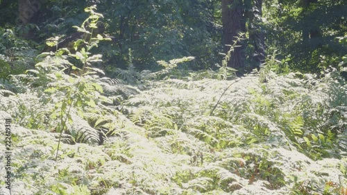 The sun-drenched fern glade in the hot summer afternoon