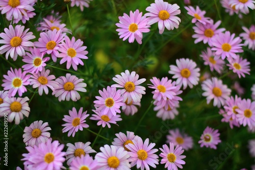 Background texture of colorful Daisy flowers in summer garden