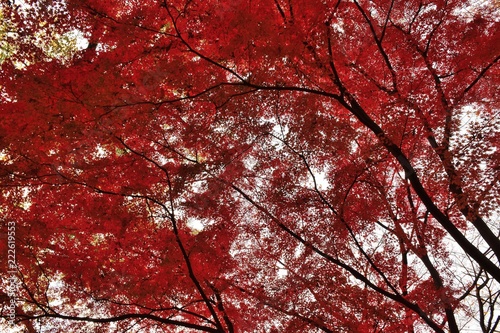 Wise Angle Landscape of colorful Japanese Autumn Maple tree