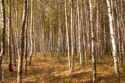 Fototapeta Naklejka Na Ścianę i Meble -  autumn birch forest