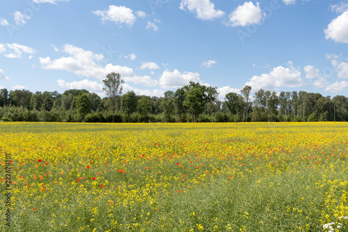 Field of red and yellow flowers