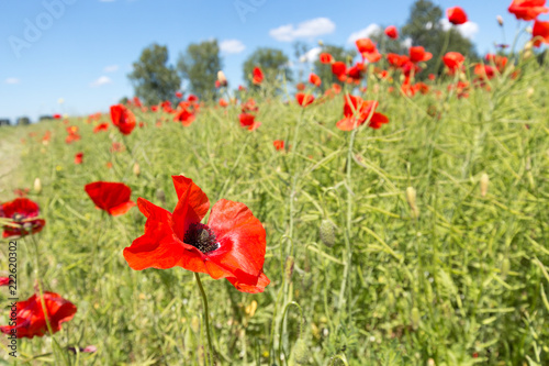 Red poppies in the field