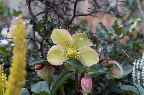 Yellow flower in spring time after rain