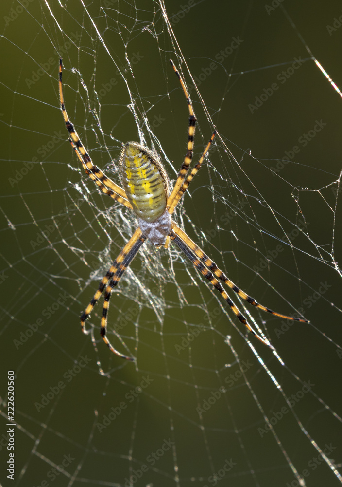 Banded Garden Spider (Argiope trifasciata) in the web, Iowa, USA Banded Garden Spider (Argiope trifasciata) in the web, Iowa, USA