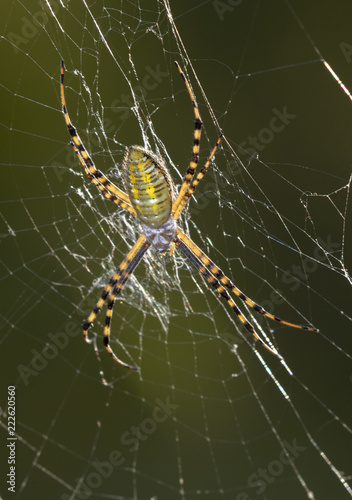Banded Garden Spider (Argiope trifasciata) in the web, Iowa, USA