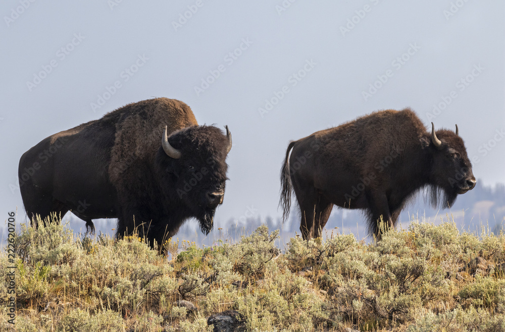 American Bison (Bison bison) bull and cow in highland prairie, Wyoming, USA