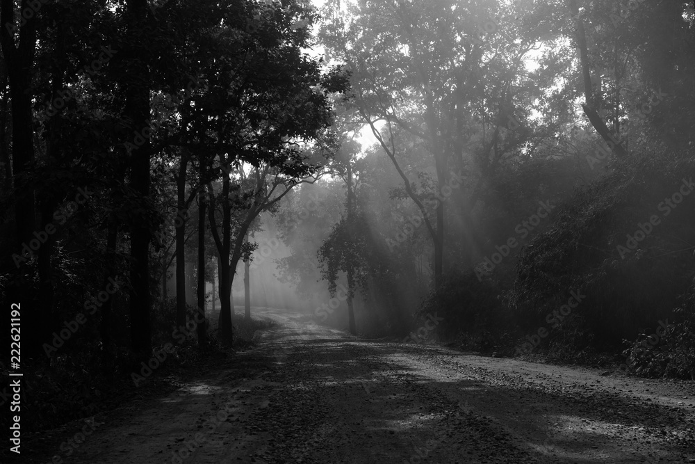 Obraz premium shady Forest 