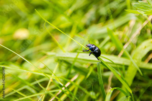 A black beetle slowly climbing a straw of grass on a sunny day of summer © Joel Toryd