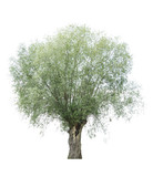 willow with rounded crown on a white background. isolated weeping willow on a white background.  Spread the willow isolate on a white background