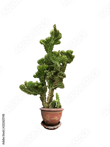 Euphorbia lacei craib in pot isolated on white background.