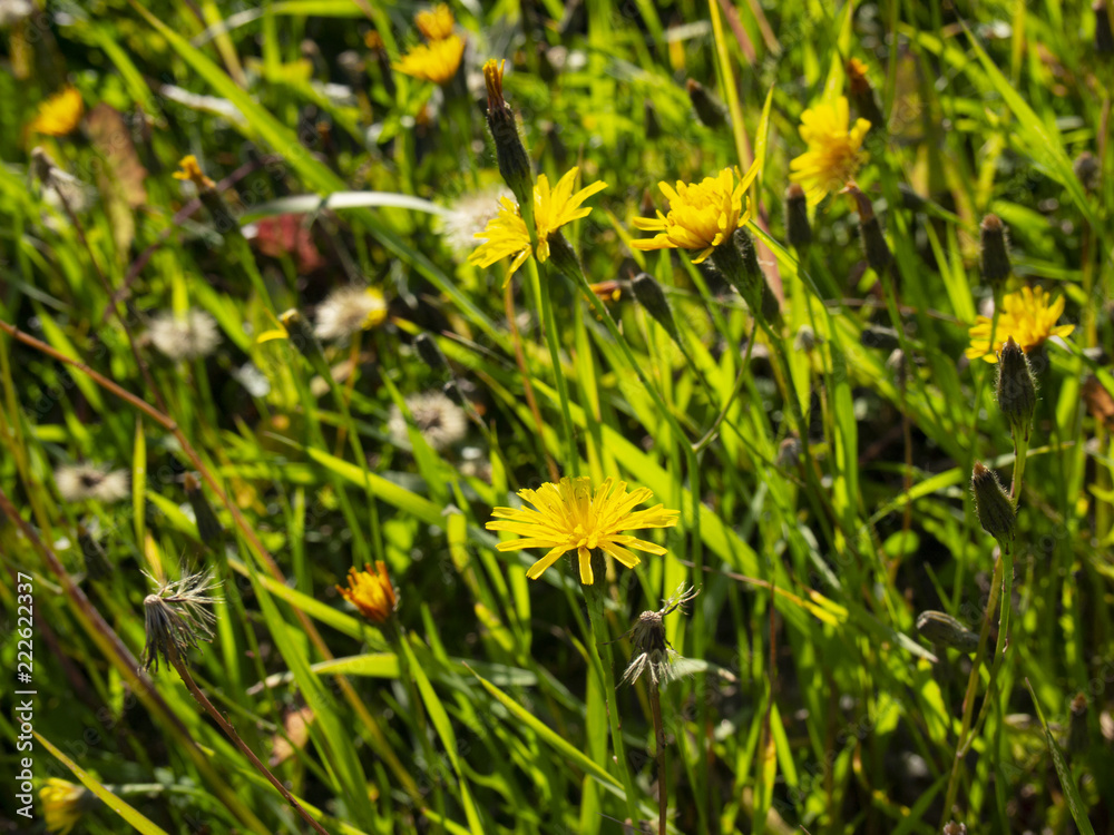 lawn with bright grass and flowers lawn with bright grass and flowers