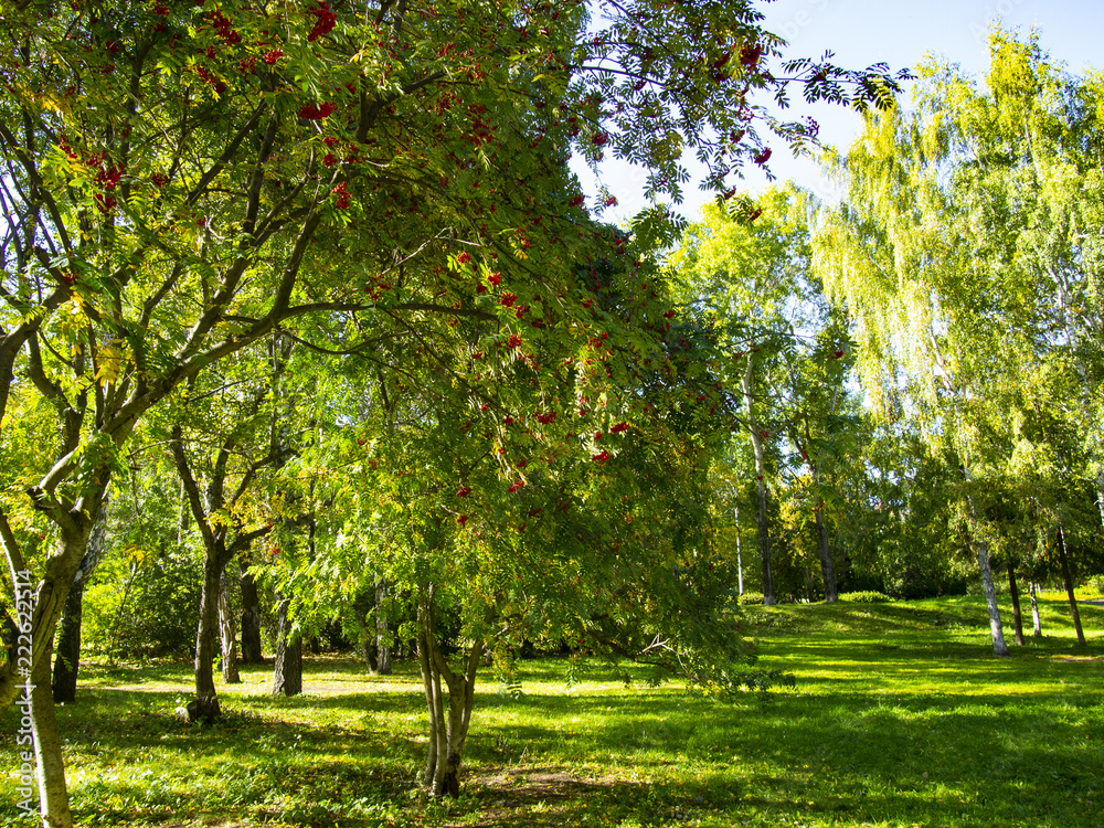 Naklejka premium Park in the morning sun