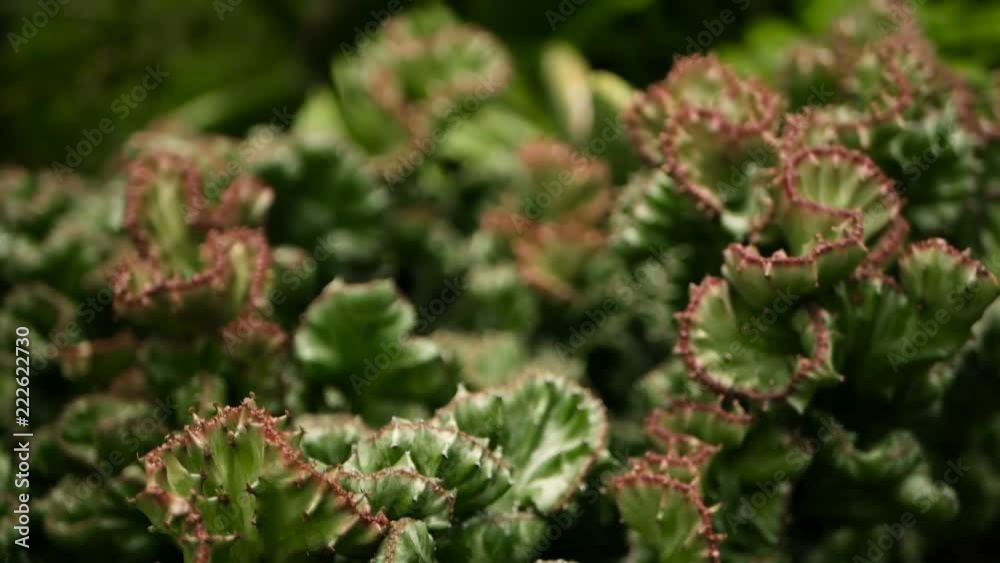 Leafless, spiny, evergreen desert plant cultivated as ornamental in botanical garden. Succulents background, natural pattern. Euphorbia crested cactus in greenhouse. Coral zigzag with pink spines. Leafless, spiny, evergreen desert plant cultivated as ornamental in botanical garden. Succulents background, natural pattern. Euphorbia crested cactus in greenhouse. Coral zigzag with pink spines.